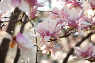 Magnolia in blossom. Blooming pink magnolia branch. Floral blurred background. Close-up, soft selective focus