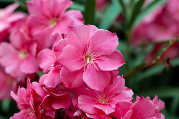 Blooming pink oleander flowers. Nerium oleander. Floral background. Selective focus