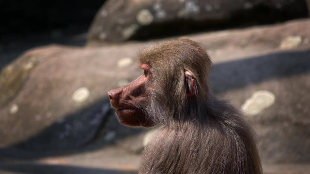 Mammal Animal Chimp
