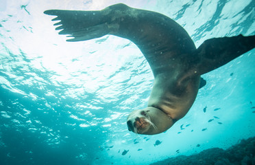 Sea lions in the clear blue of Sea of Cortze