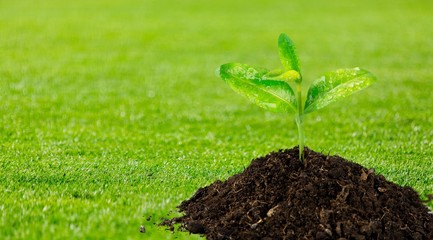 Newly planted plant in a handful of land in a green garden close-up