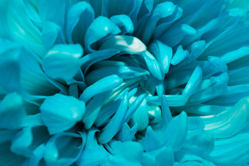 Blue chrysanthemum flower macro texture