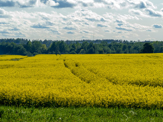 yellow rape field 