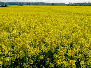 yellow rape field 