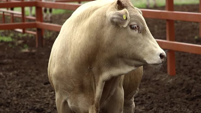 Ganado engorda bovino en granja charol&aacute;is pastando vacas leche carne