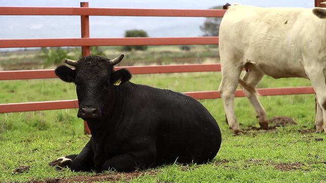 Ganado engorda bovino en granja charol&aacute;is pastando vacas leche carne