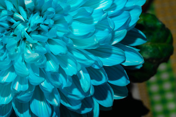 Fototapeta na wymiar Blue chrysanthemum flower close up