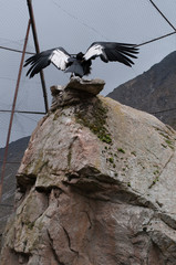 Andean condor spreading wings in captivity.