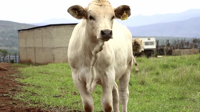 Ganado engorda bovino en granja charol&aacute;is pastando vacas leche carne