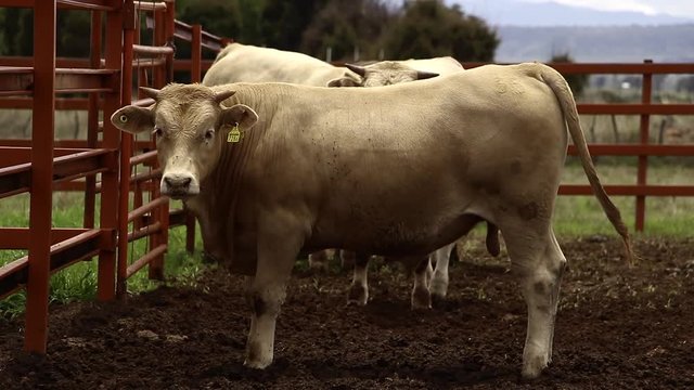 Ganado engorda bovino en granja charol&aacute;is pastando vacas leche carne