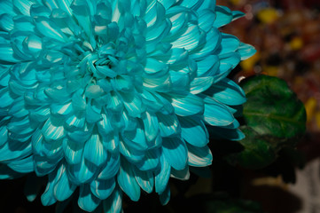 Fototapeta na wymiar Blue chrysanthemum flower close up
