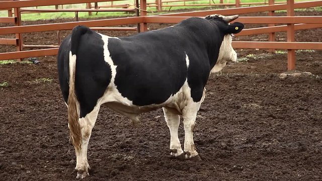 Ganado engorda bovino en granja charol&aacute;is pastando vacas leche carne