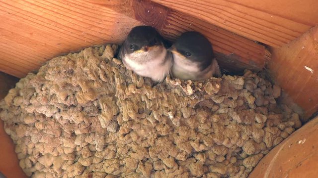 The swallow feeds two chicks in the nest flies up and puts food into the wide-open beak of one chick, the second pecks it and pushes it deep into the nest.