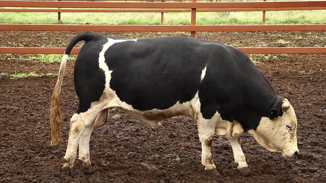 Ganado engorda bovino en granja charol&aacute;is pastando vacas leche carne