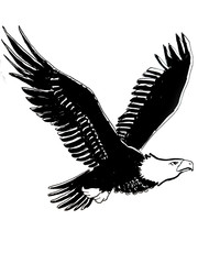 Eagle Line Art