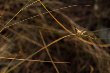 Little grasshopper laying over a straw of dryed grass.