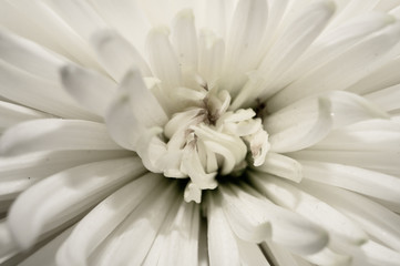 White chrysanthemum flower macro. floral texture