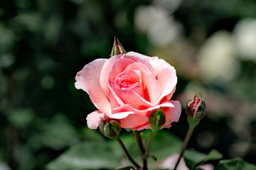 Pink roses in full blooming at Ayabe rose garden in Japan
