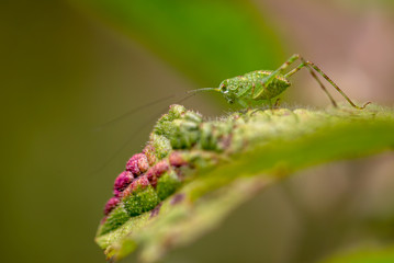 Macro photography of a katydid on a leaf. Captured at the highlands of the Andean moutains of central Colombia.