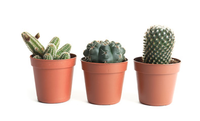 Different succulent plants in pots isolated on white. Home decor