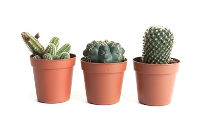 Foto op Plexiglas Cactus in pot Different succulent plants in pots isolated on white. Home decor