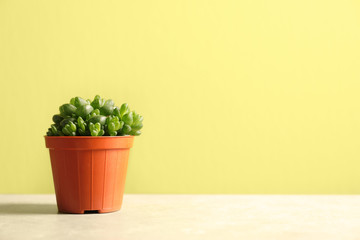 Beautiful succulent plant in pot on table against yellow green background, space for text. Home decor