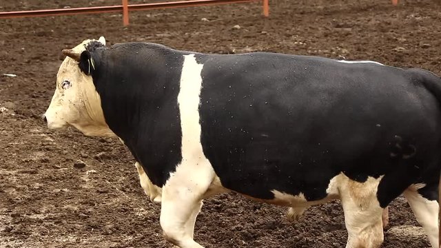 Ganado engorda bovino en granja charol&aacute;is pastando vacas leche carne