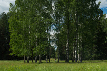 Fototapeta na wymiar Overgrown forest. trees and plants nature