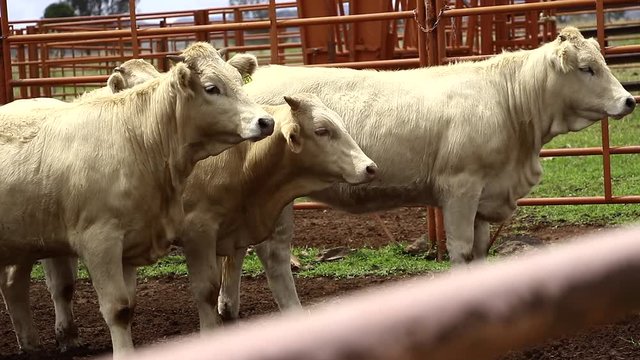 Ganado engorda bovino en granja charol&aacute;is pastando vacas leche carne
