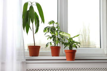 Different indoor plants on window sill at home