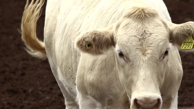 Ganado engorda bovino en granja charol&aacute;is pastando vacas leche carne