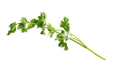 Fresh green organic parsley on white background