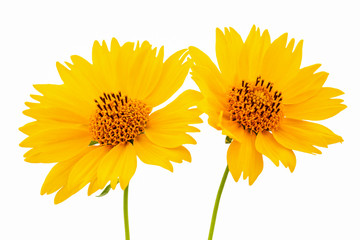 Yellow Flowers Isolated on White Background. Yellow Mexican Sunflowers Closeup