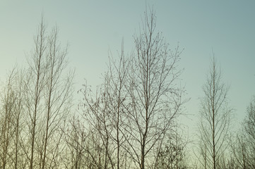 Fototapeta na wymiar Dry trees in gloomy day in the forest