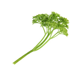 Fresh green organic parsley on white background