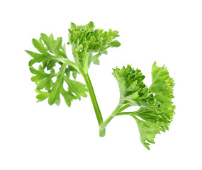 Fresh green organic parsley on white background