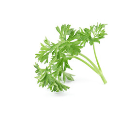 Fresh green organic parsley on white background
