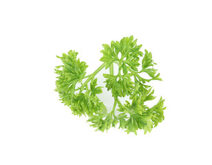 Fresh green organic parsley on white background
