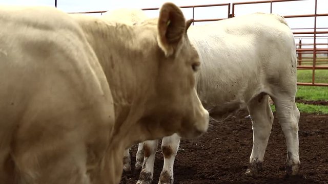 Ganado engorda bovino en granja charol&aacute;is pastando vacas leche carne