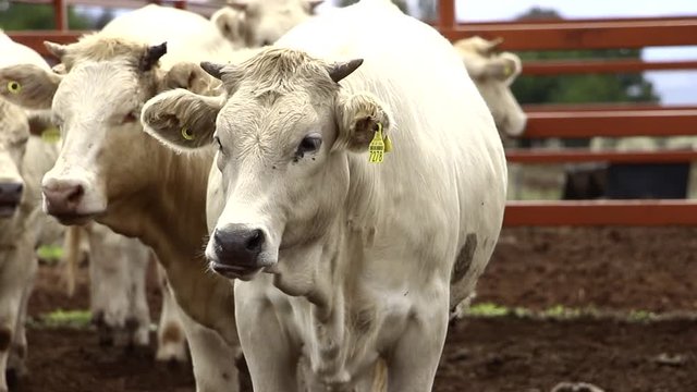 Ganado engorda bovino en granja charoláis pastando vacas leche carne