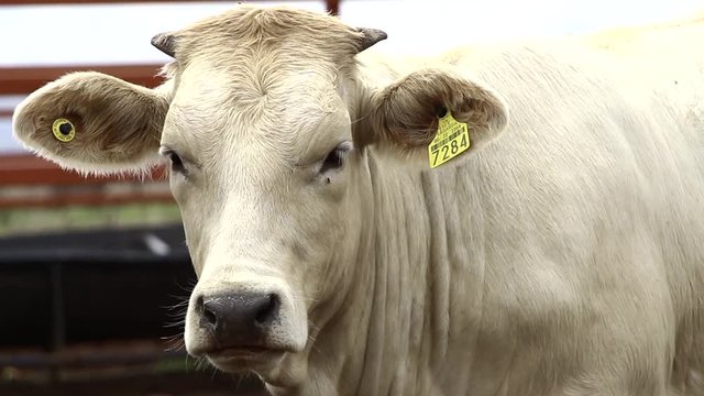Ganado engorda bovino en granja charol&aacute;is pastando vacas leche carne
