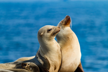 Fototapeta premium sea-lions bathing