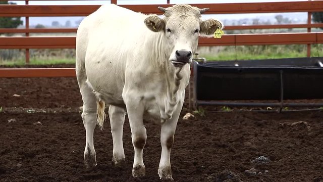 Ganado engorda bovino en granja charol&aacute;is pastando vacas leche carne