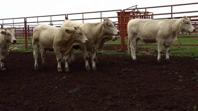 Ganado engorda bovino en granja charol&aacute;is pastando vacas leche carne