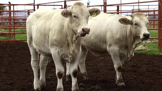 Ganado engorda bovino en granja charol&aacute;is pastando vacas leche carne