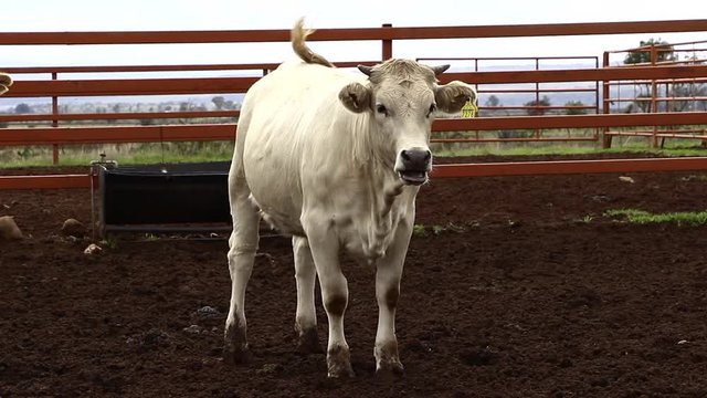 Ganado engorda bovino en granja charol&aacute;is pastando vacas leche carne