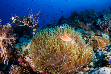 A family of Pink Skunk Clownfish in their host anemone on a coral reef