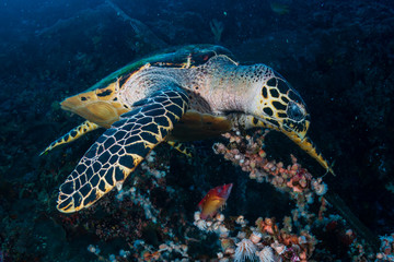 Hawksbill Sea Turtle feeding on the wall of a tropical coral reef