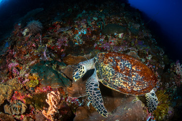 Naklejka na ściany i meble Hawksbill Sea Turtle feeding on the wall of a tropical coral reef