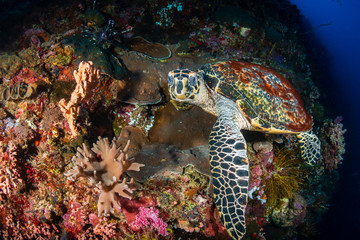 Hawksbill Sea Turtle feeding on the wall of a tropical coral reef